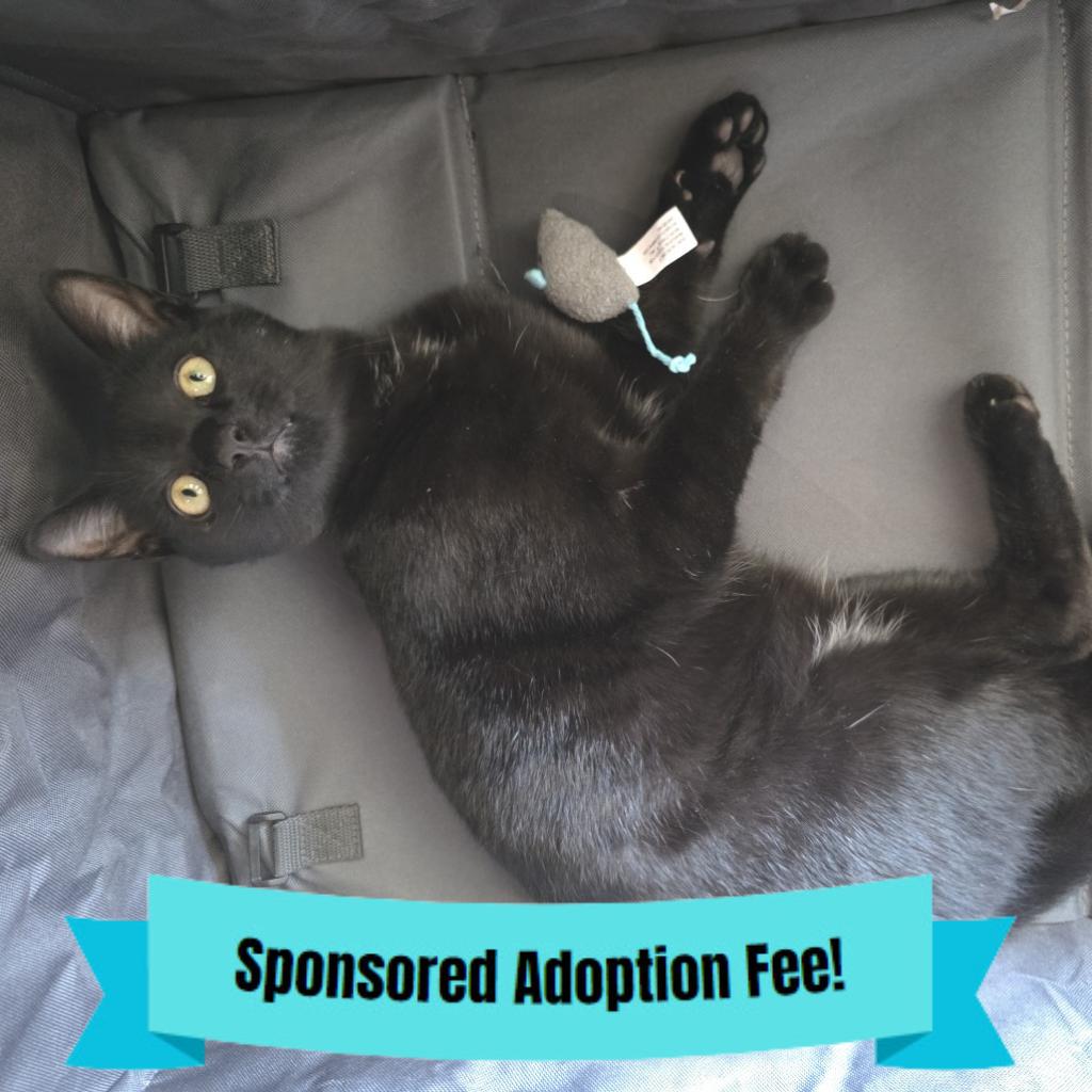 Enlarge Little, a Adoptable Domestic Medium Hair in Novelty, OH image 5/6