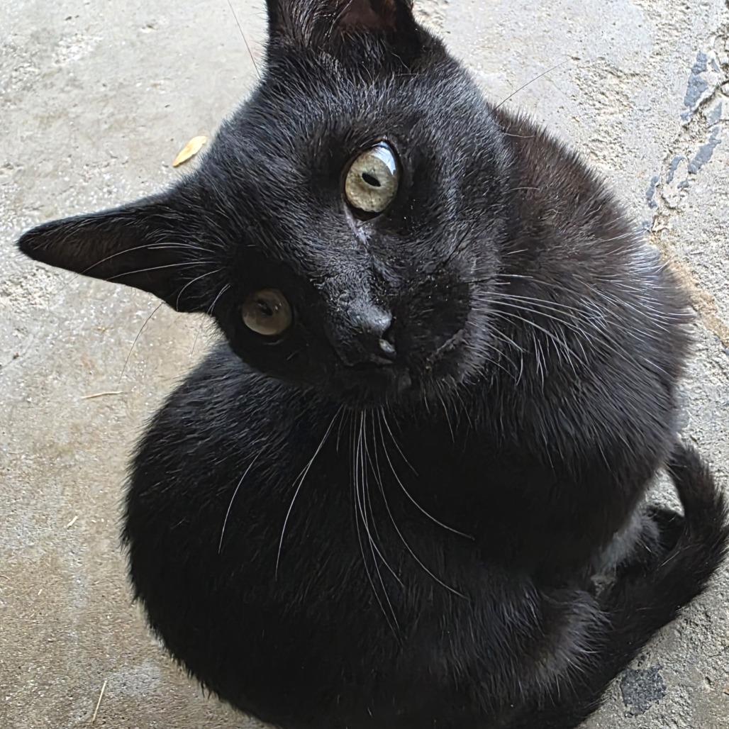 Enlarge Little, a Adoptable Domestic Medium Hair in Novelty, OH image 6/6