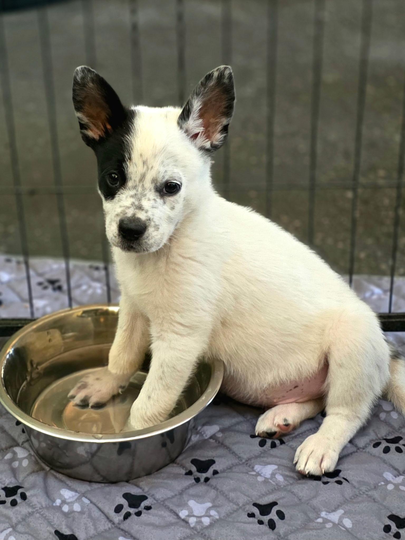 Patch, a ADOPTABLE mixed breed in Penryn, CA image 1/2