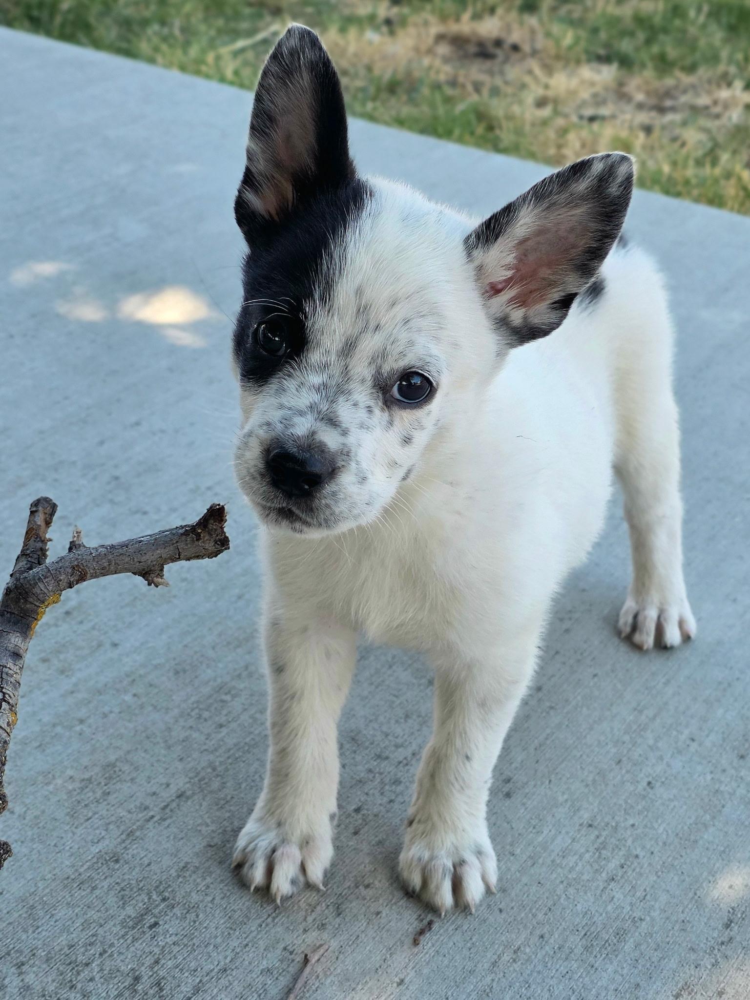 Patch, a ADOPTABLE mixed breed in Penryn, CA image 2/2