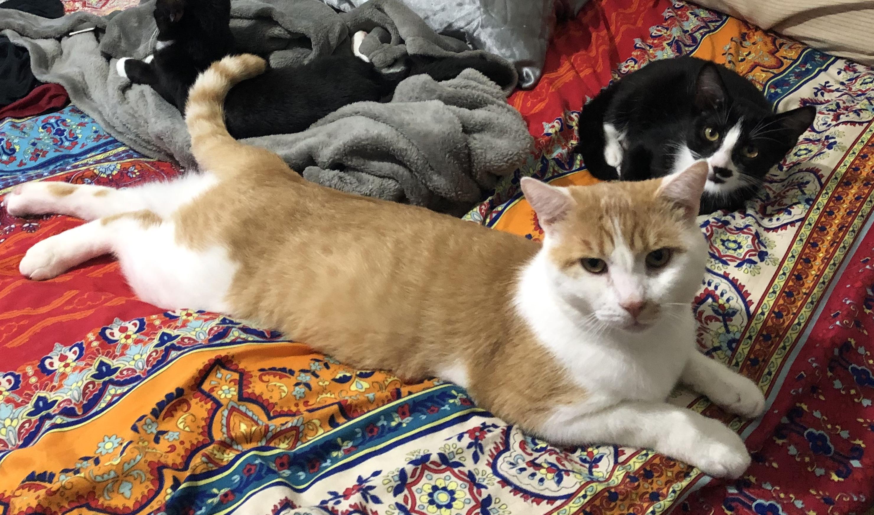 Enlarge Chauncey, a Adopted Domestic Short Hair in Lantana, FL image 4/5