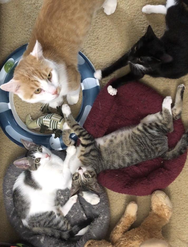 Enlarge Chauncey, a Adopted Domestic Short Hair in Lantana, FL image 5/5