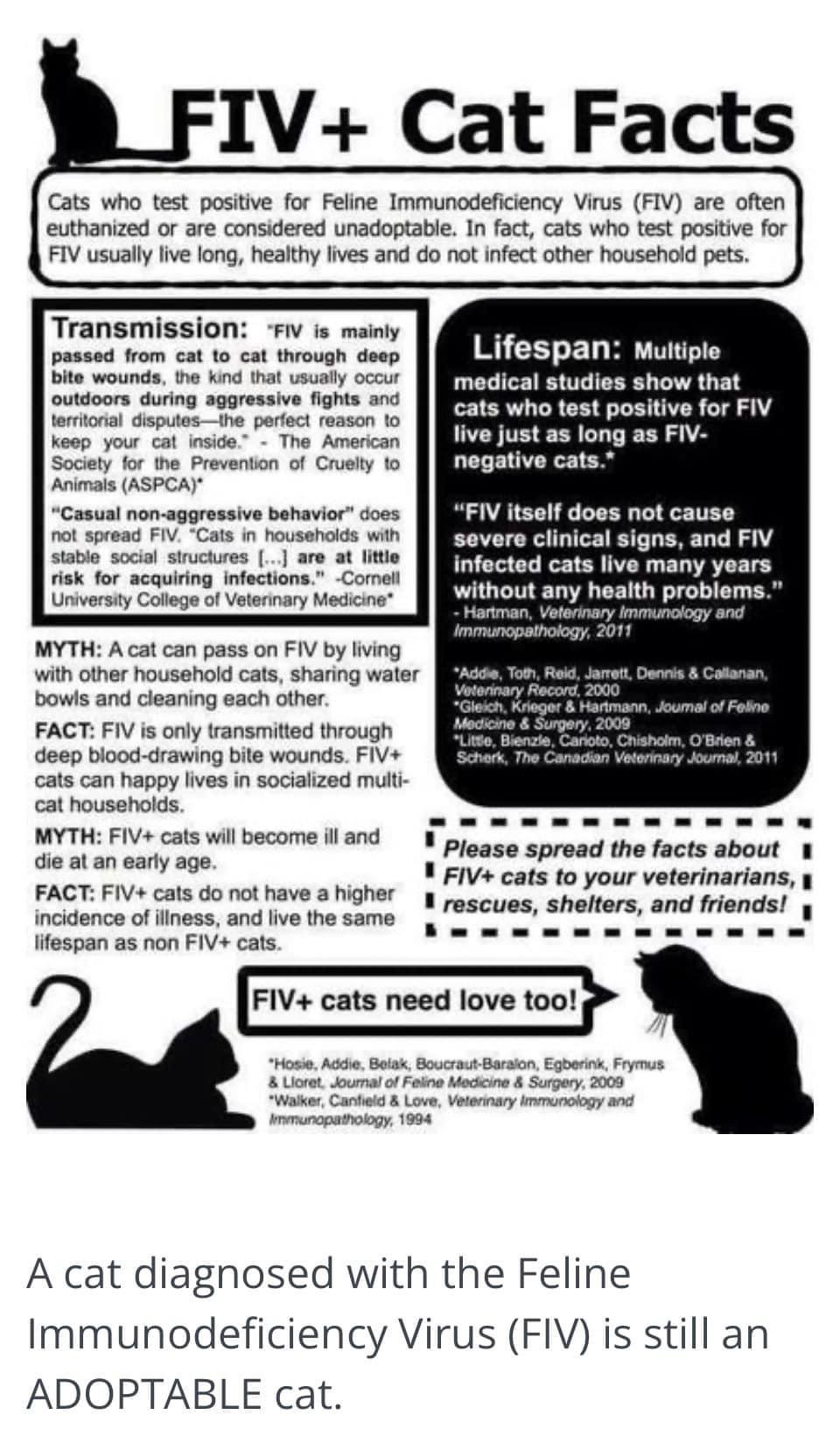 Enlarge Chauncey, a Adopted Domestic Short Hair in Lantana, FL image 2/5