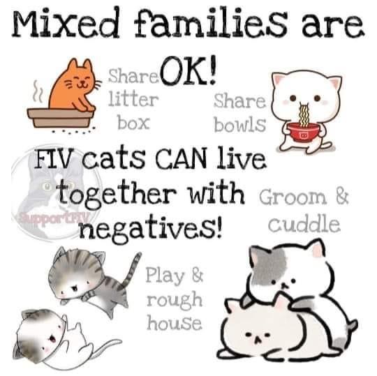 Enlarge Chauncey, a Adopted Domestic Short Hair in Lantana, FL image 3/5