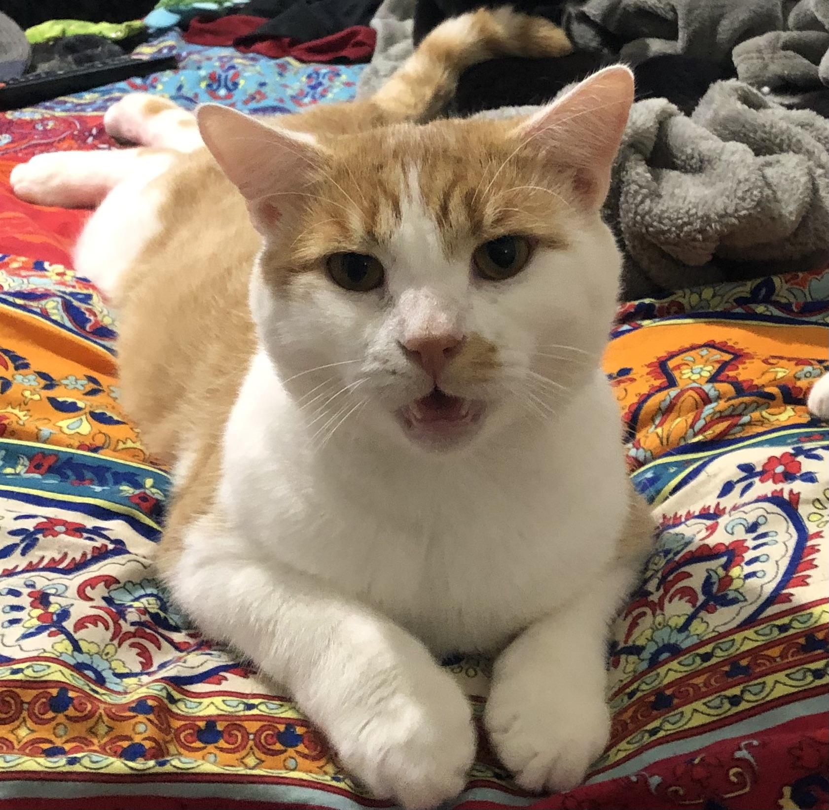 Chauncey, Adopted, Adult Male Domestic Short Hair.