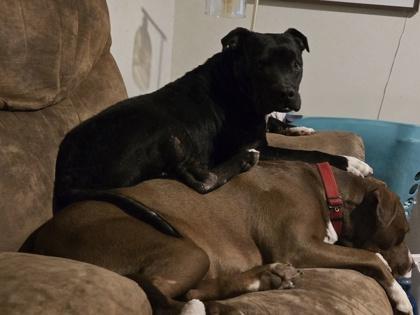 VITO FOSTER, Adoptable, Adult Male Pit Bull Terrier & Mixed Breed.