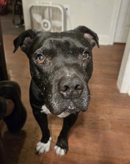 VITO FOSTER, Adoptable, Adult Male Pit Bull Terrier & Mixed Breed.