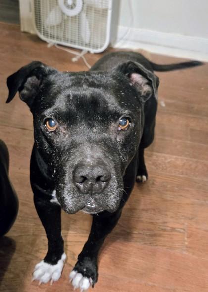 Enlarge VITO FOSTER, a Adoptable mixed breed in Houston, TX image 2/3