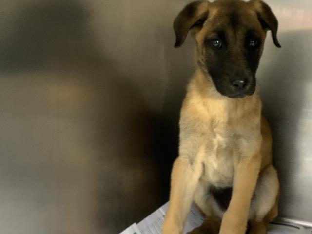 A252051, Adoptable, Adult Male German Shepherd Dog & Mixed Breed.