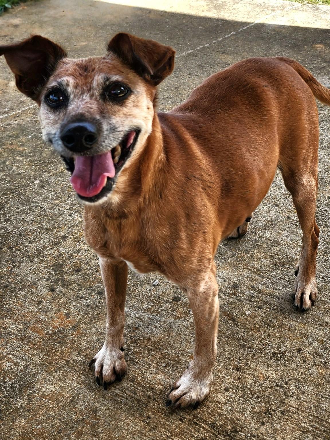 Enlarge Chance, a Adopted mixed breed in Danville, VA image 1/1