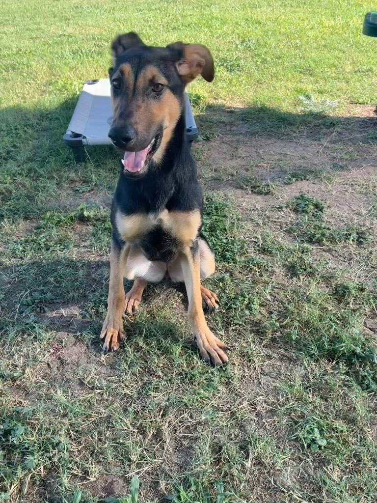 Zola, Adoptable, Puppy Female German Shepherd Dog.