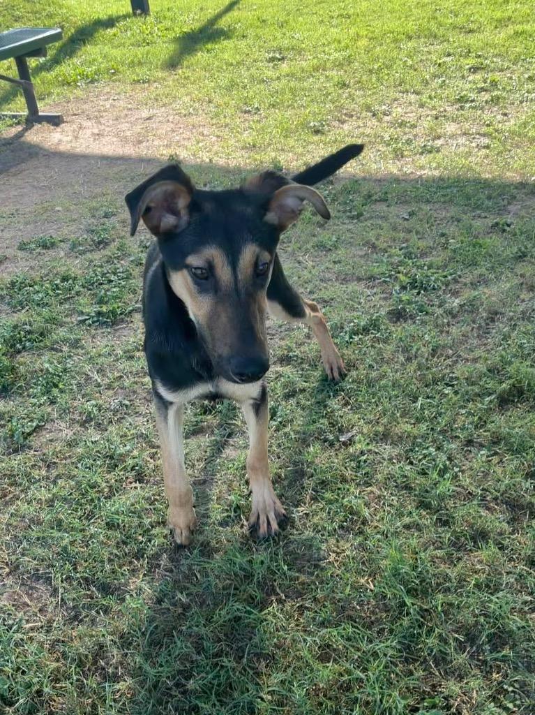 Zola, a Adoptable mixed breed in Seguin, TX image 2/2