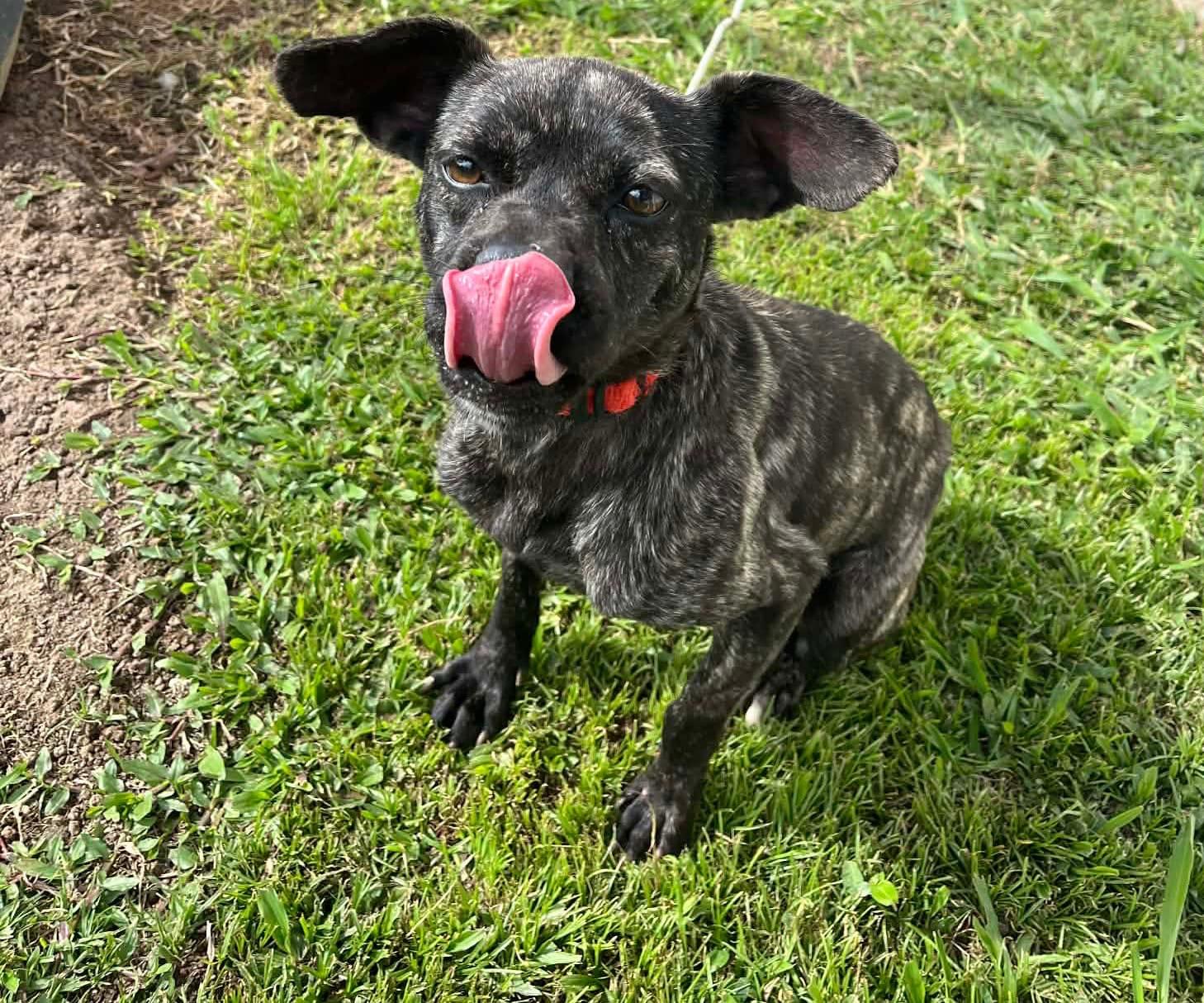 Enlarge Perdita, a ADOPTABLE mixed breed in Virginia Beach, VA image 3/3