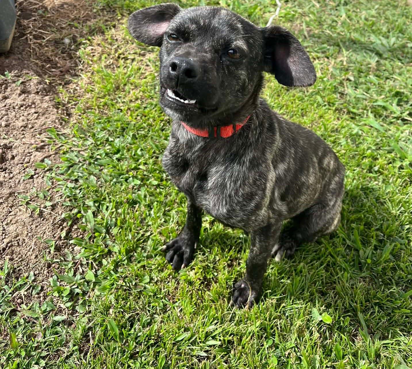 Enlarge Perdita, a ADOPTABLE mixed breed in Virginia Beach, VA image 2/3