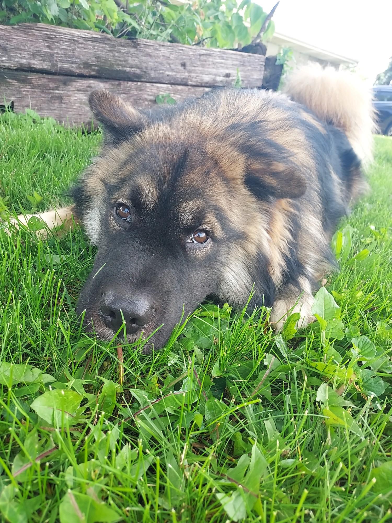 Bear- experienced dog owners only, Adoptable, Young Male Alaskan Malamute & Siberian Husky.