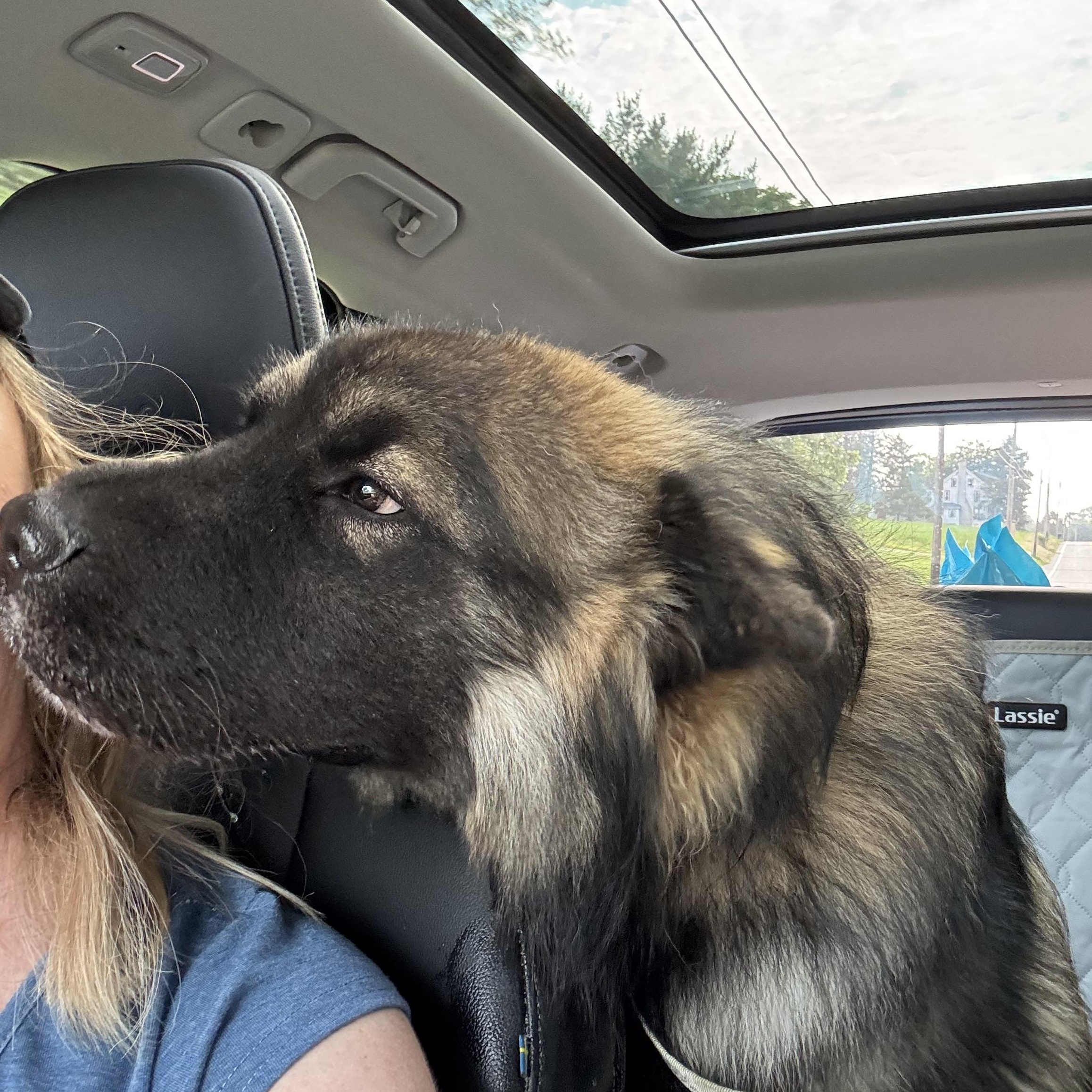 Bear Experienced Dog Owners thumbnail 2