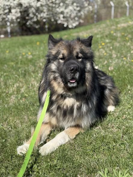 Enlarge Bear- experienced dog owners only, a Adoptable mixed breed in Lancaster, PA image 2/6