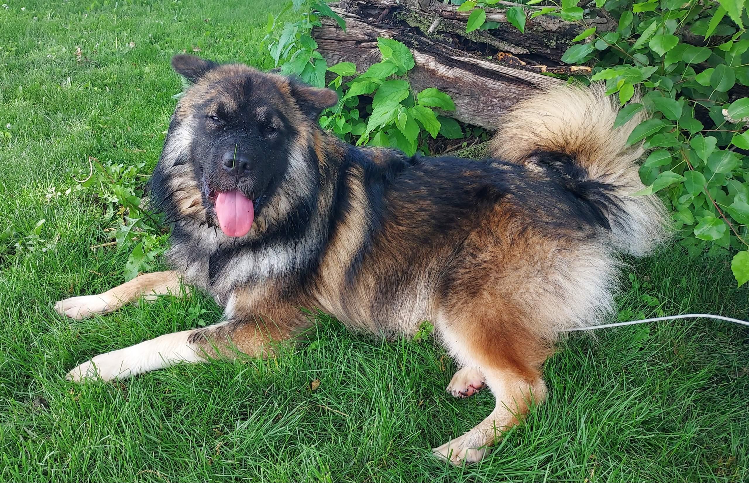 Bear- experienced dog owners only, a Adoptable mixed breed in Lancaster, PA image 3/5