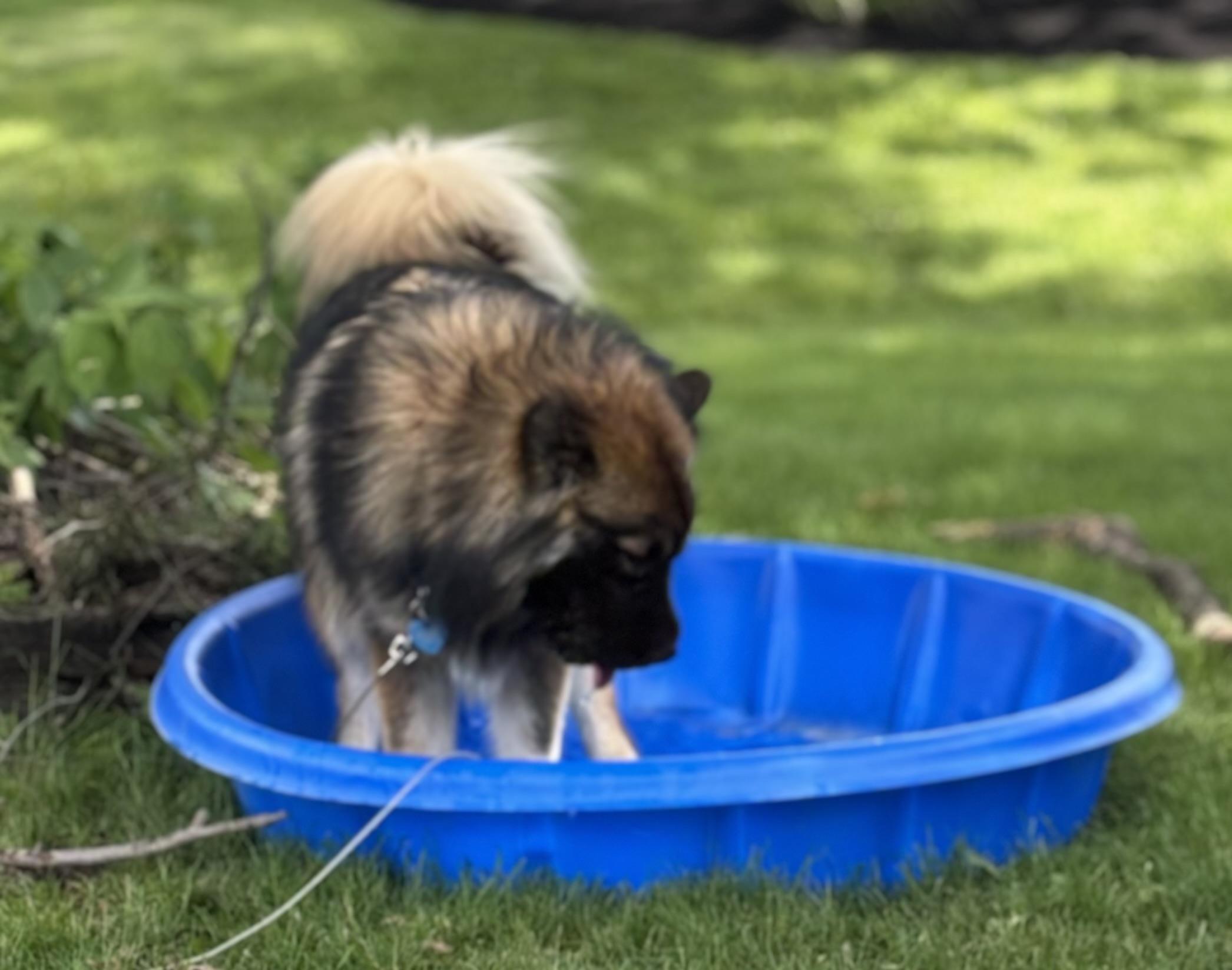 Bear Experienced Dog Owners thumbnail 4