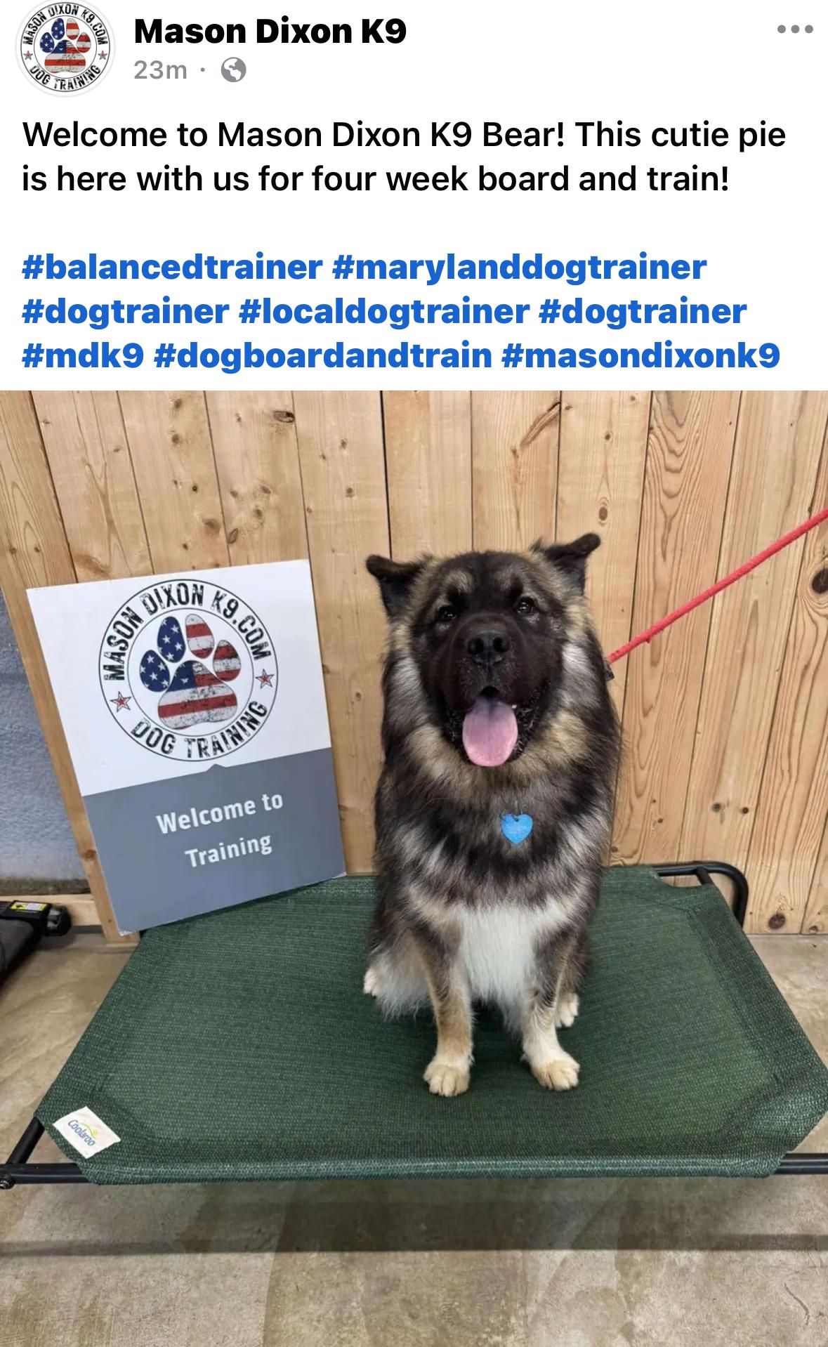 Bear Experienced Dog Owners thumbnail 5