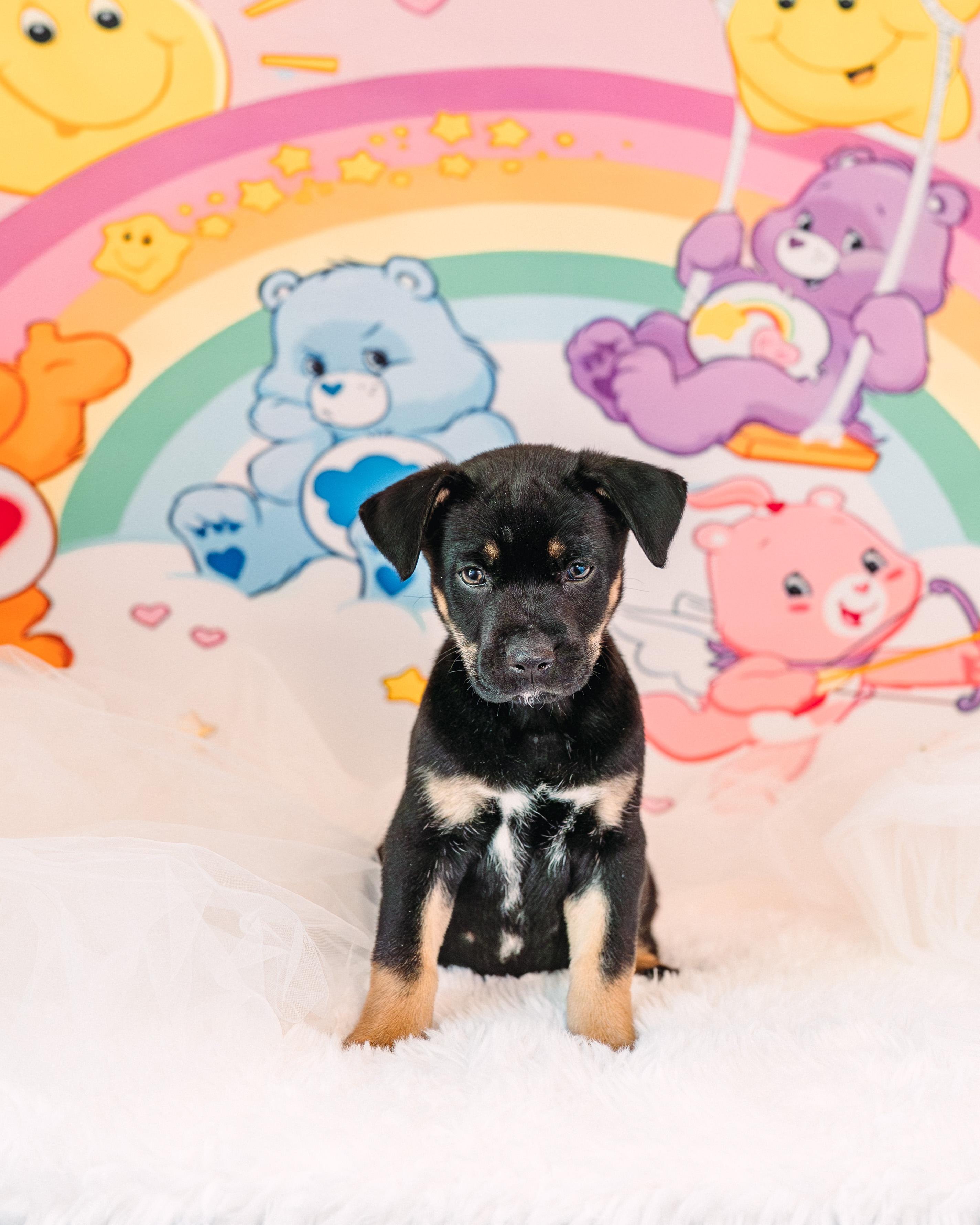 Grumpy, Adoptable, Puppy Male German Shepherd Dog & Labrador Retriever.