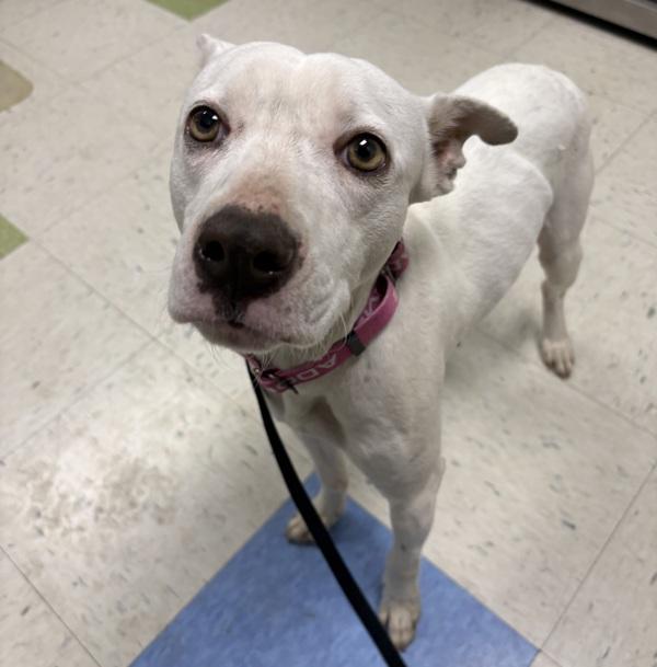 Enlarge Hazel, a Adoptable mixed breed in Sioux City, IA image 1/1