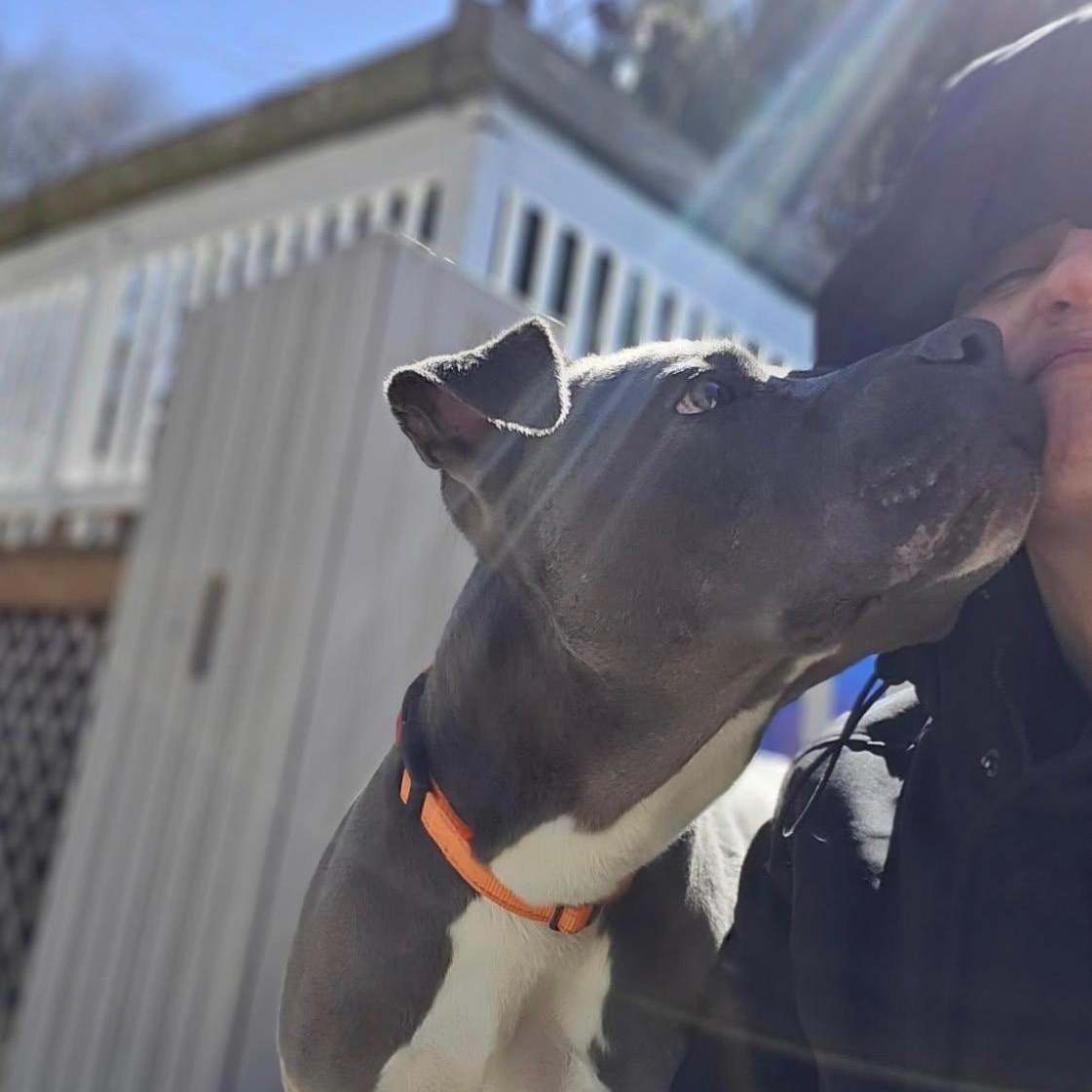 Opie, a Adoptable mixed breed in Carmel, NY image 3/6