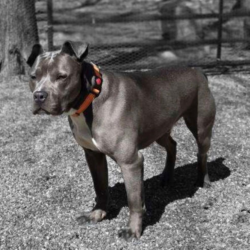 Opie, a Adoptable mixed breed in Carmel, NY image 5/6