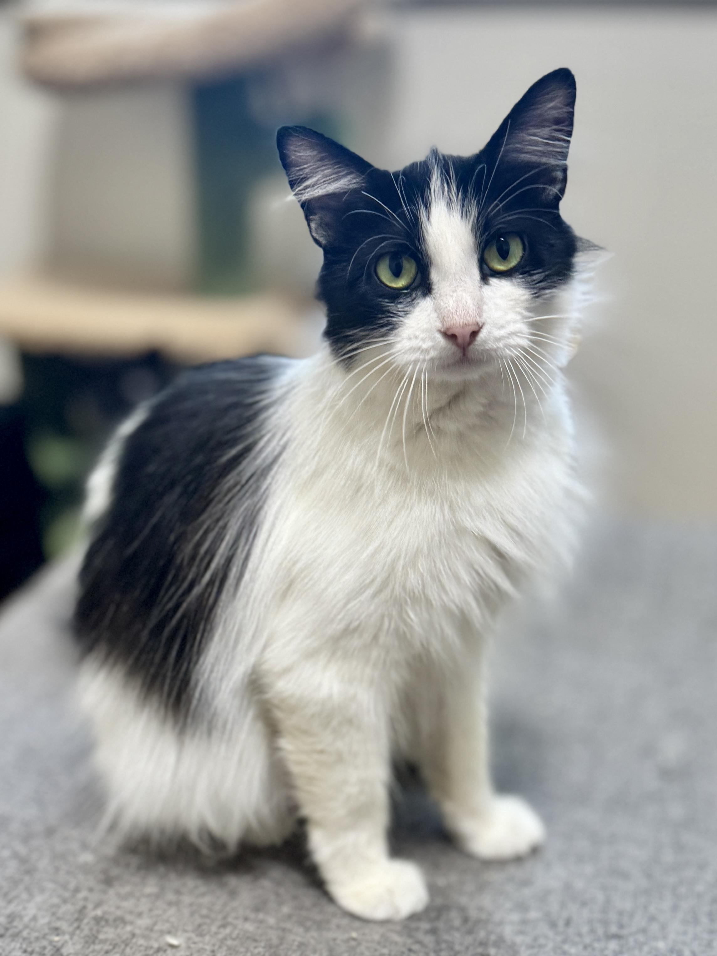Maize, Adult Female Domestic Long Hair
