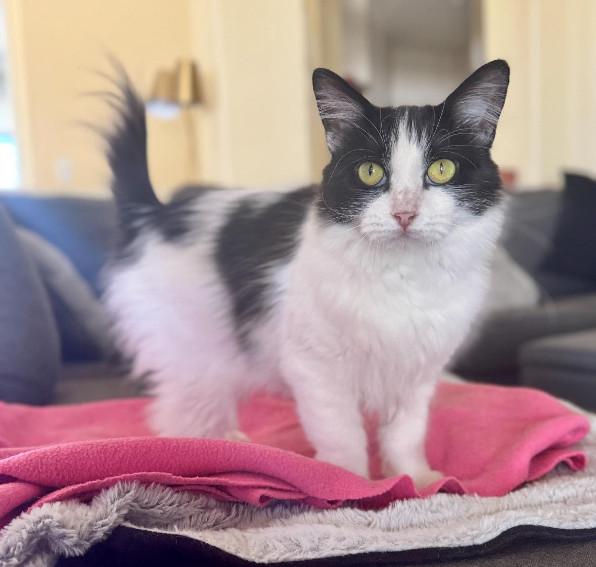 Enlarge Maize, a Adoptable Domestic Long Hair in Helendale, CA image 1/1