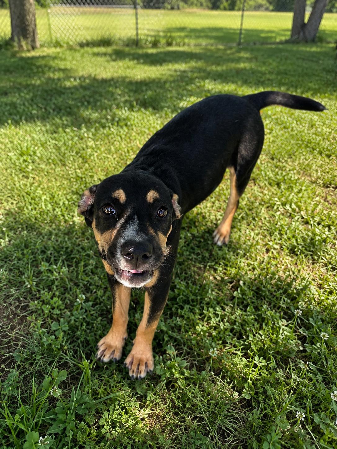 Big Brother, Adoptable, Puppy Male Mixed Breed.