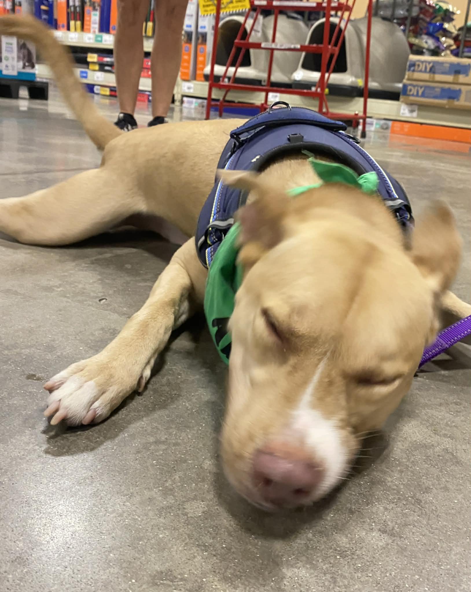 Enlarge MOOSE - Needs a Foster or Adopter, a Adoptable mixed breed in Largo, FL image 6/6