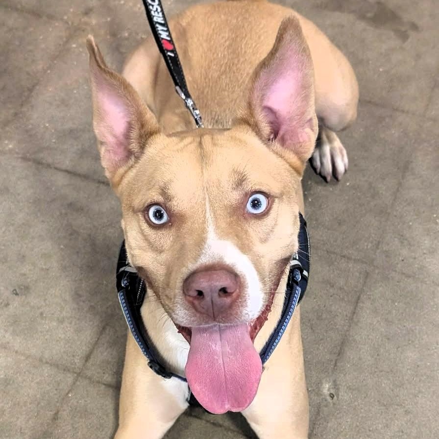 MOOSE - Needs a Foster or Adopter, Adoptable, Young Male Husky.