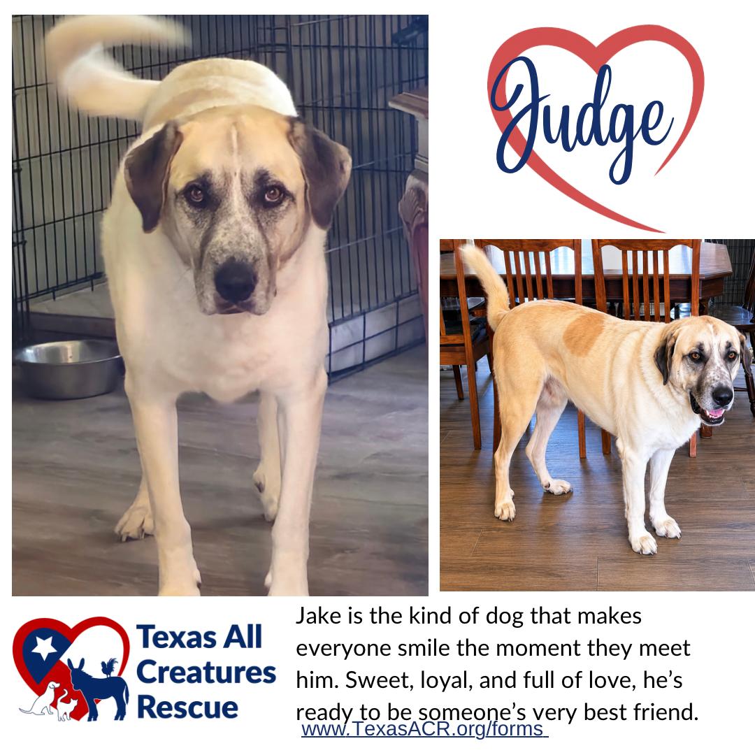 Judge, Adoptable, Adult Male Anatolian Shepherd.