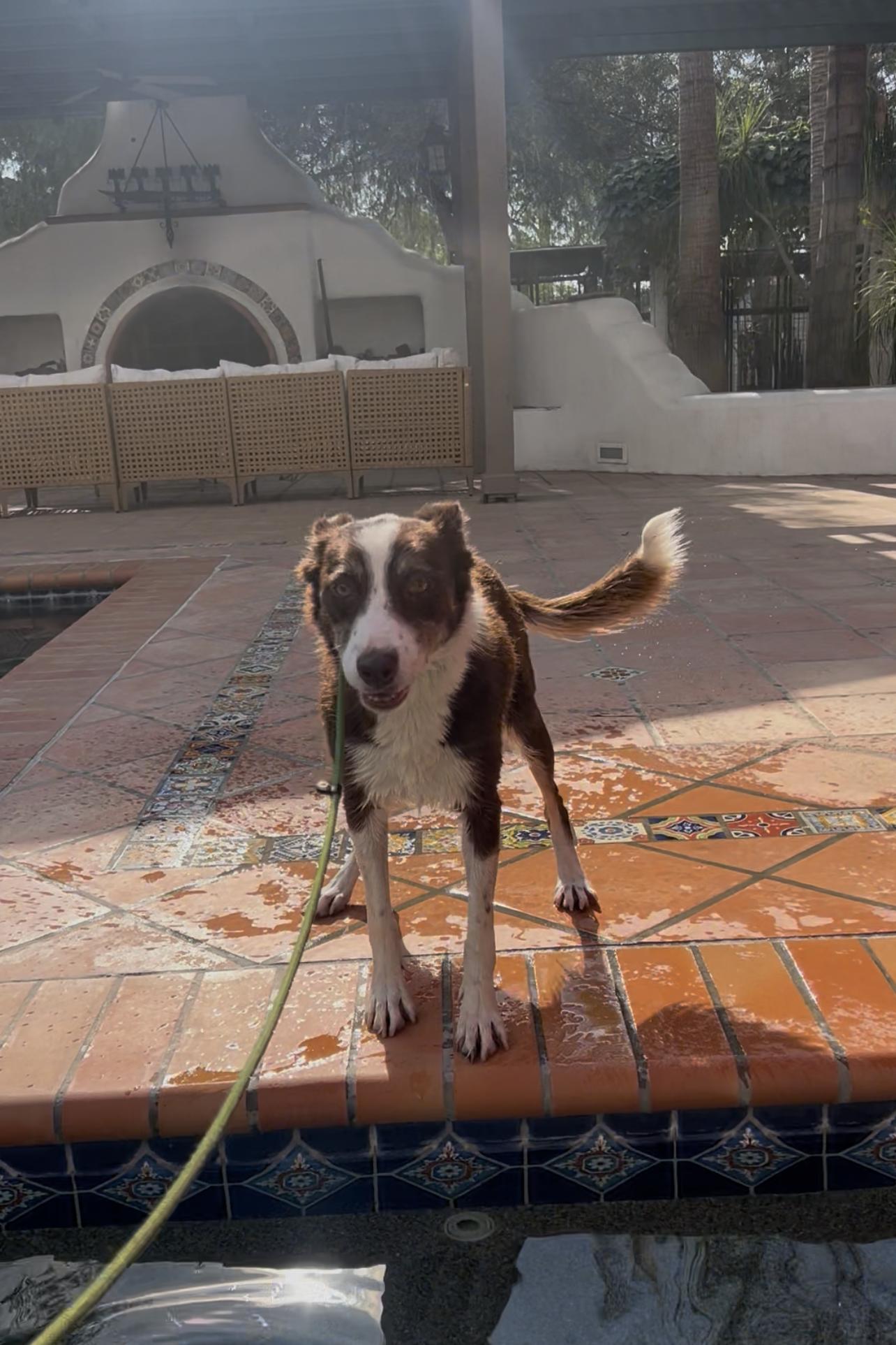 Minnie, a ADOPTABLE Border Collie in West Hollywood, CA image 5/5