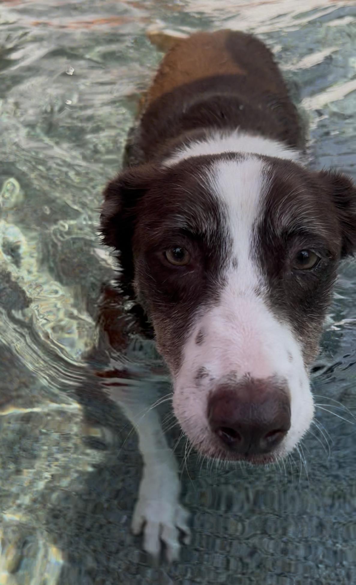 Minnie, ADOPTABLE, Adult Female Border Collie.