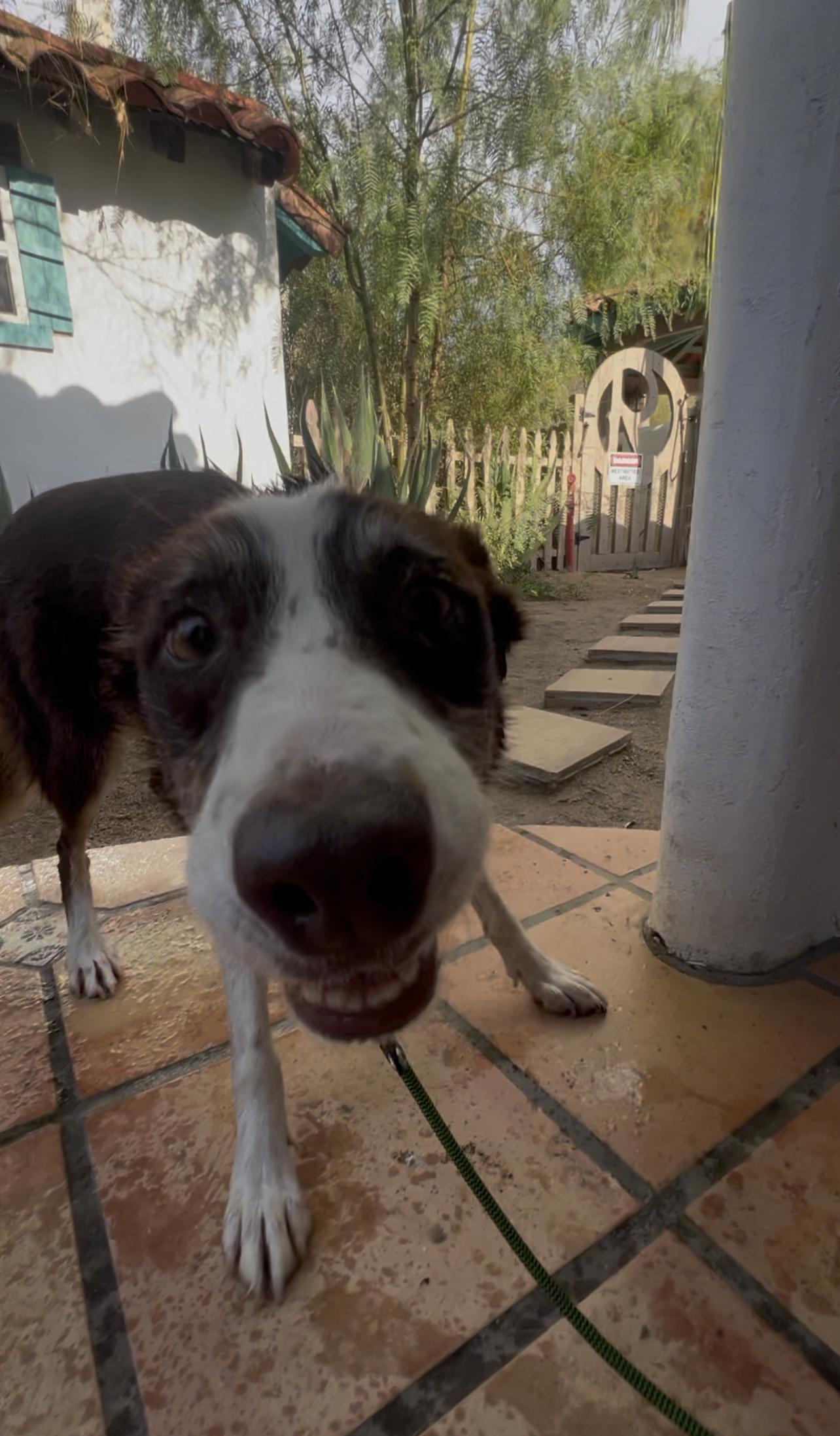 Minnie, a ADOPTABLE Border Collie in West Hollywood, CA image 3/5