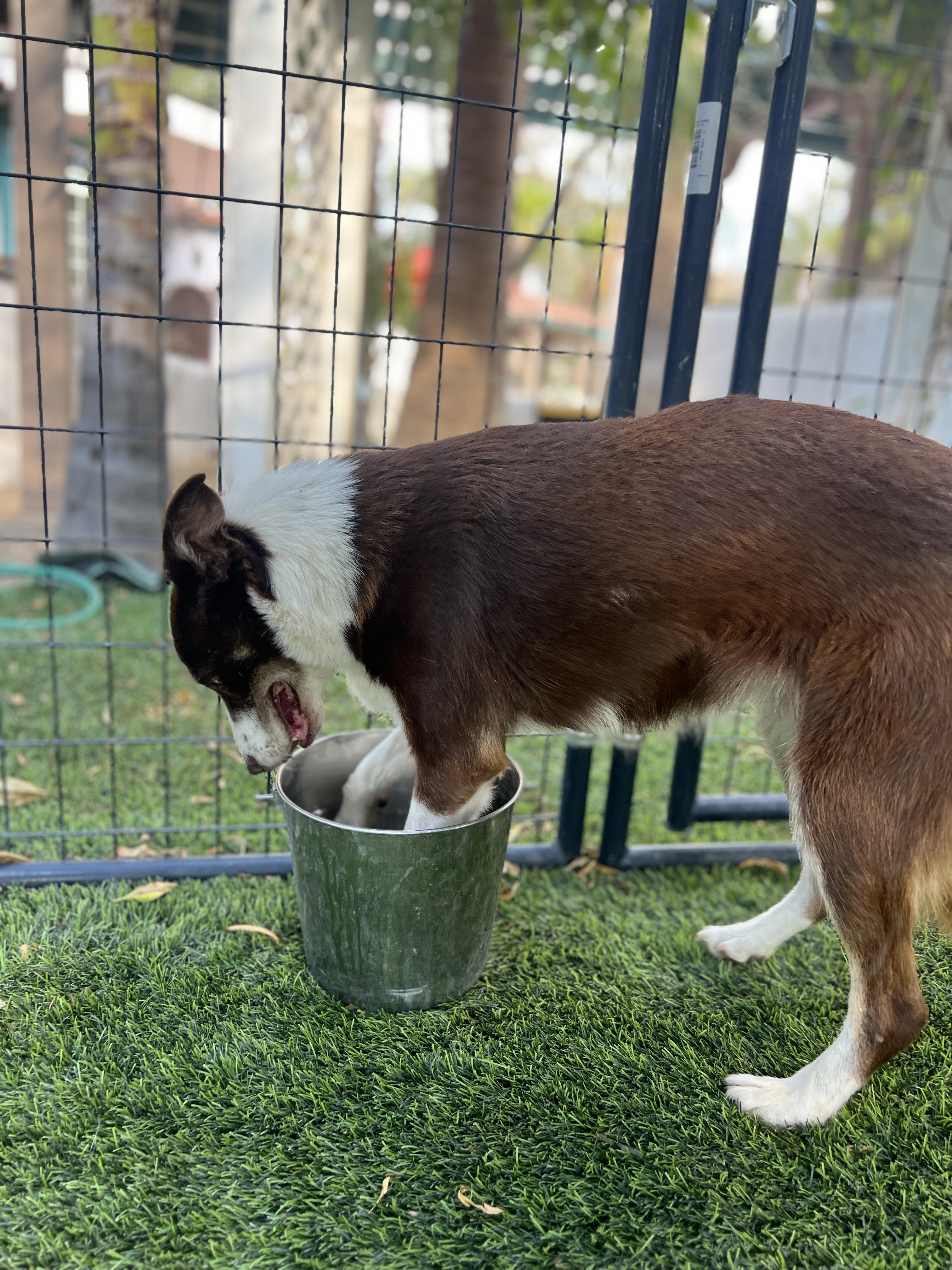 Minnie, a ADOPTABLE Border Collie in West Hollywood, CA image 4/5