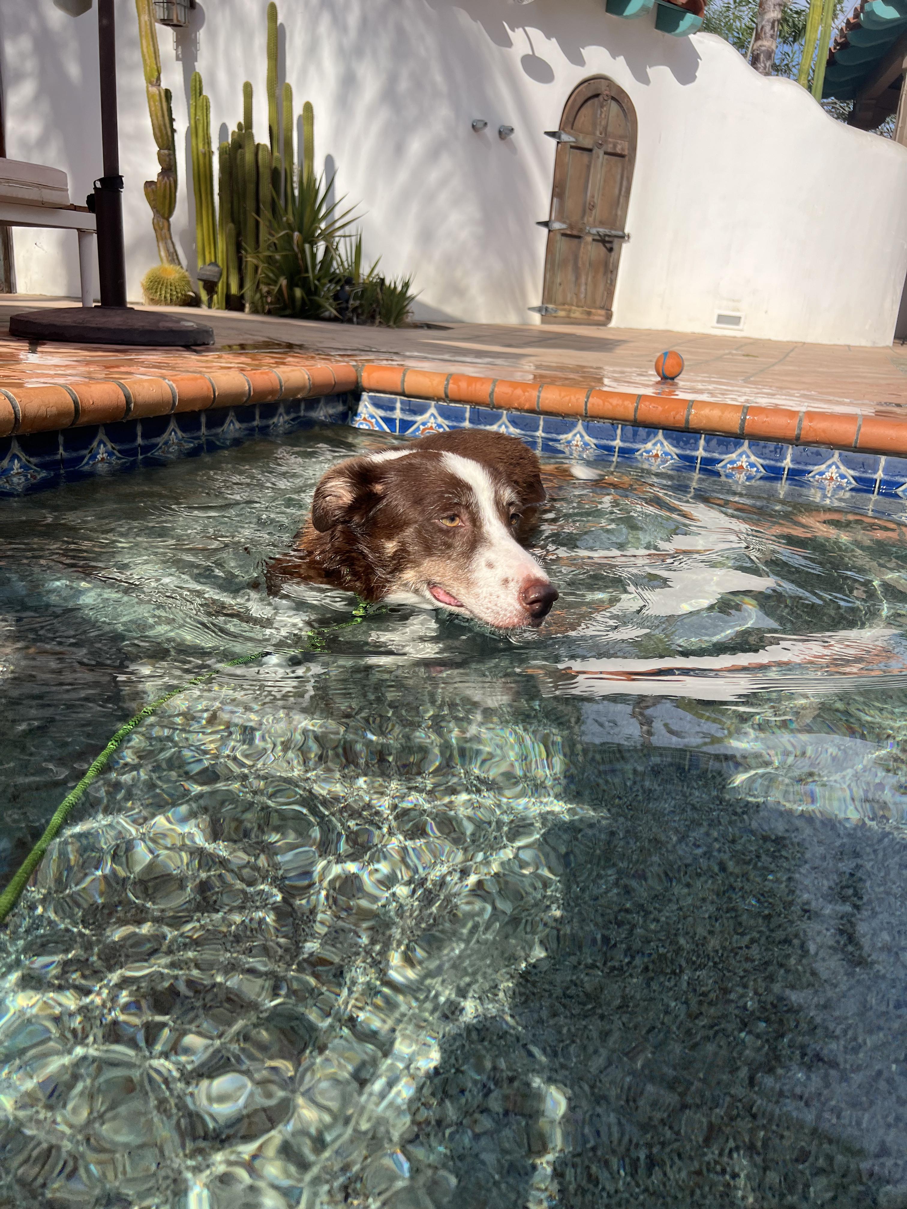Minnie, a ADOPTABLE Border Collie in West Hollywood, CA image 2/5