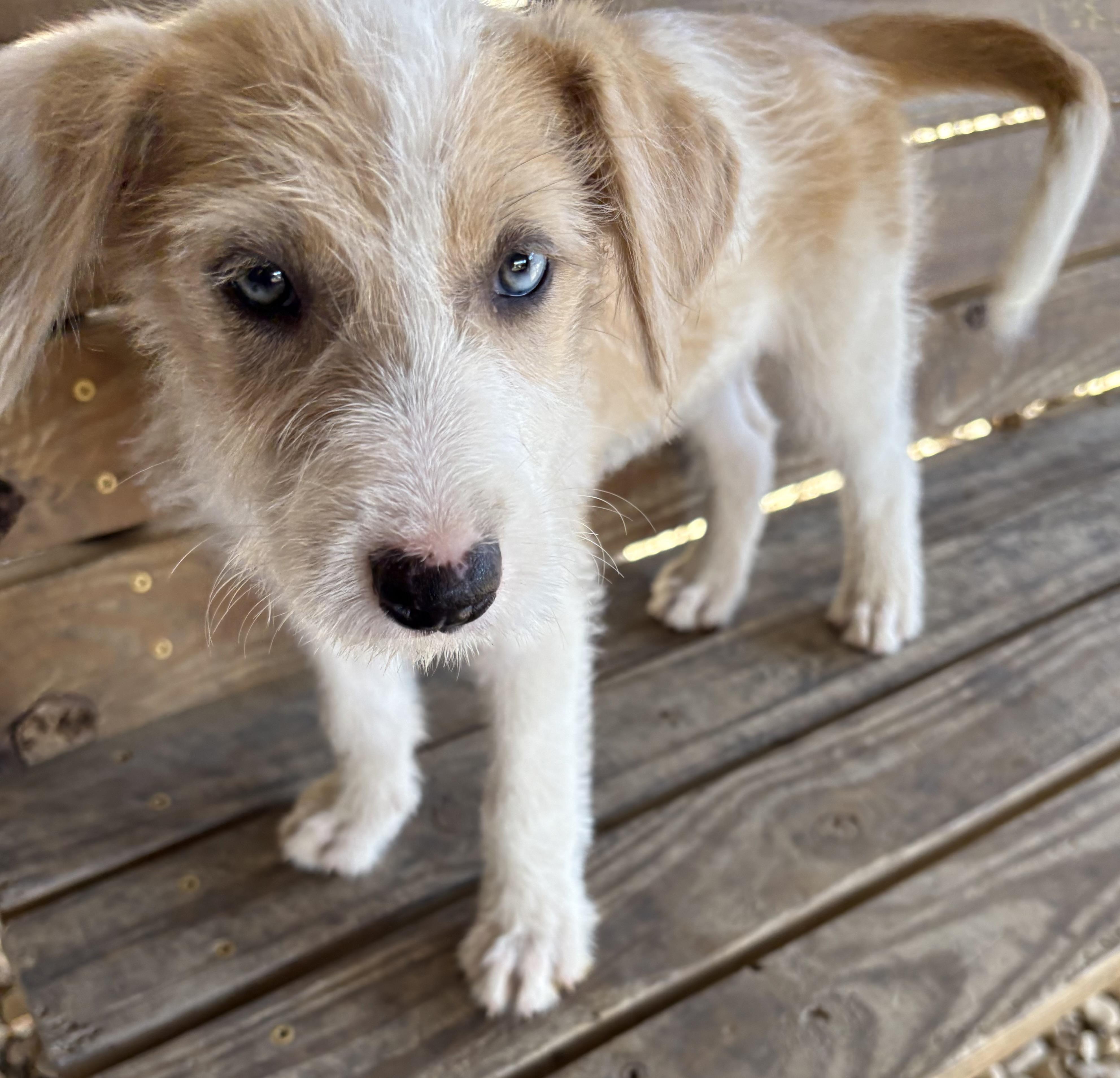 Enlarge Opalite, an adoptable Terrier in Plano, TX image 1/3