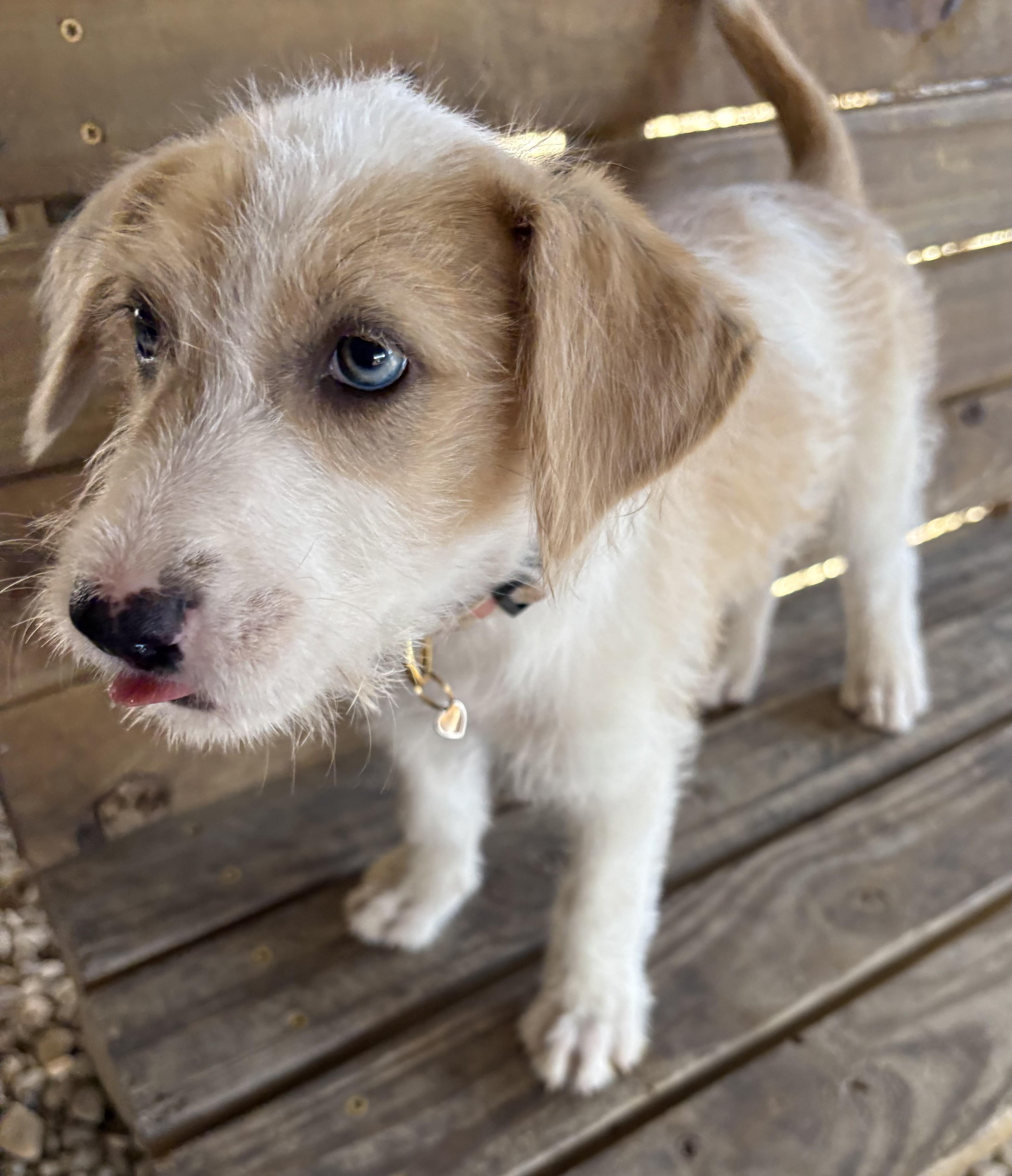 Enlarge Opalite, an adoptable Terrier in Plano, TX image 2/3