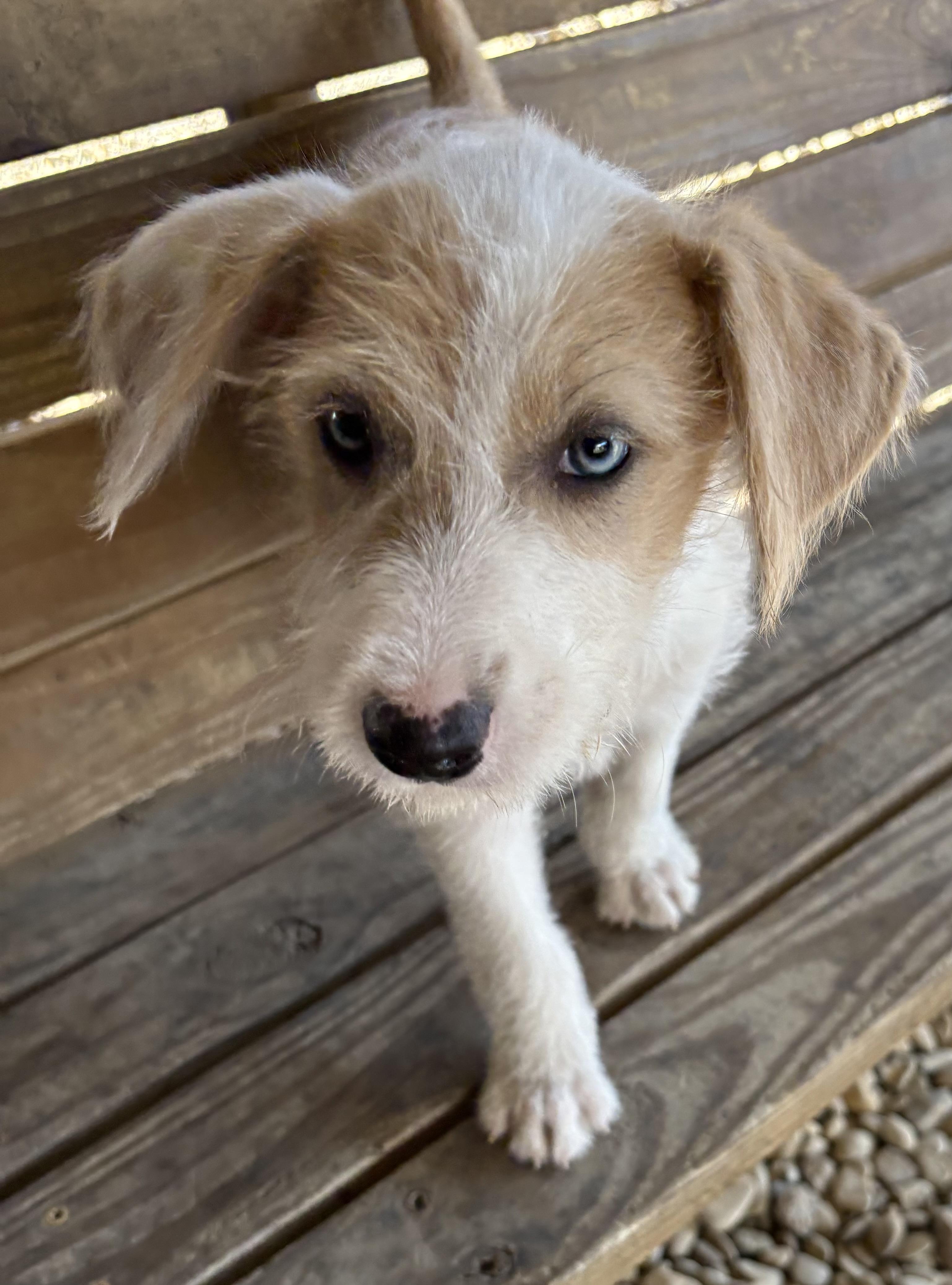 Enlarge Opalite, an adoptable Terrier in Plano, TX image 3/3