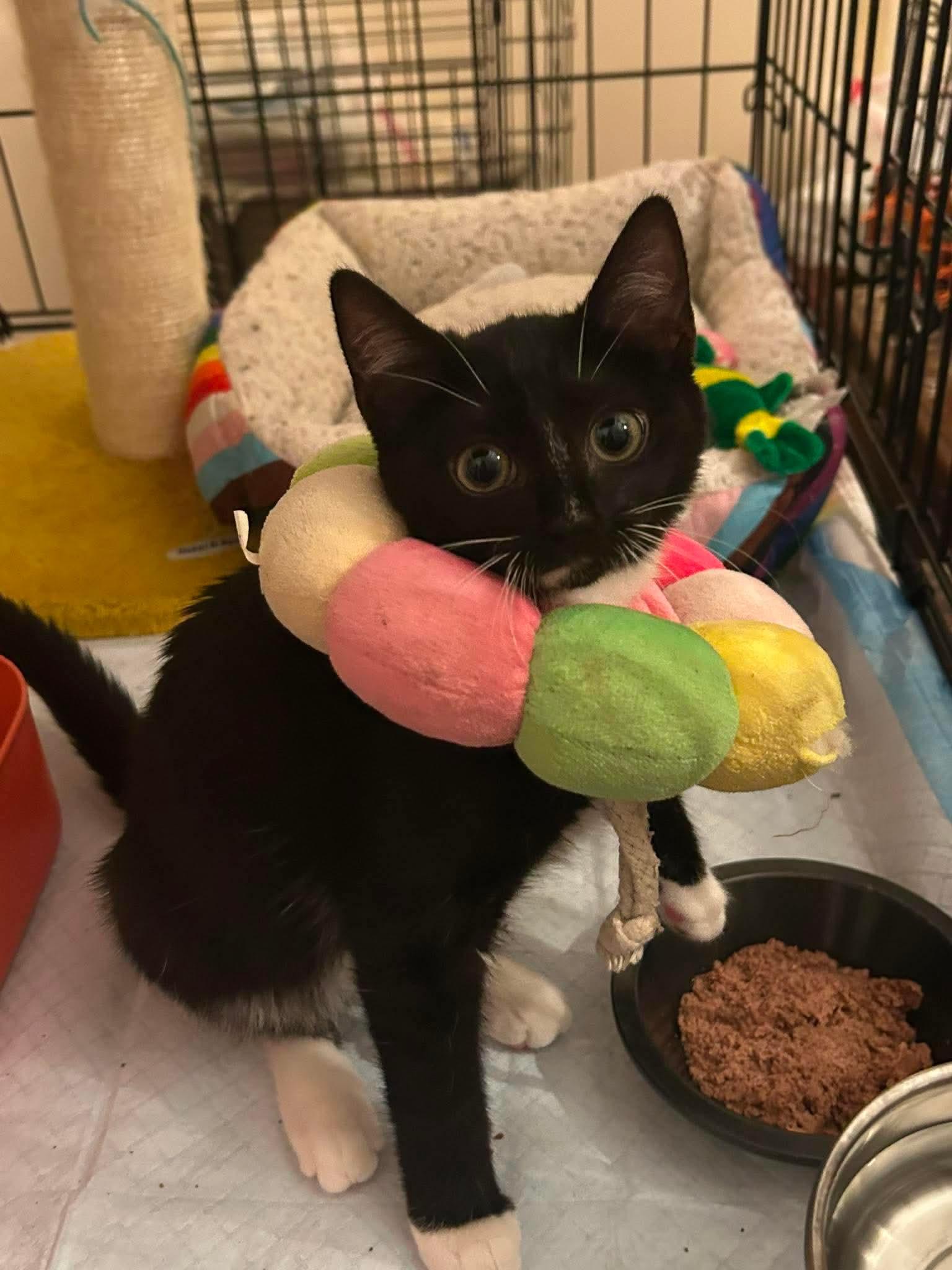 Jett, ADOPTABLE, Kitten Female Domestic Short Hair.