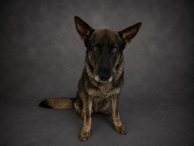 BRUIZER, Adoptable, Adult Male German Shepherd Dog.