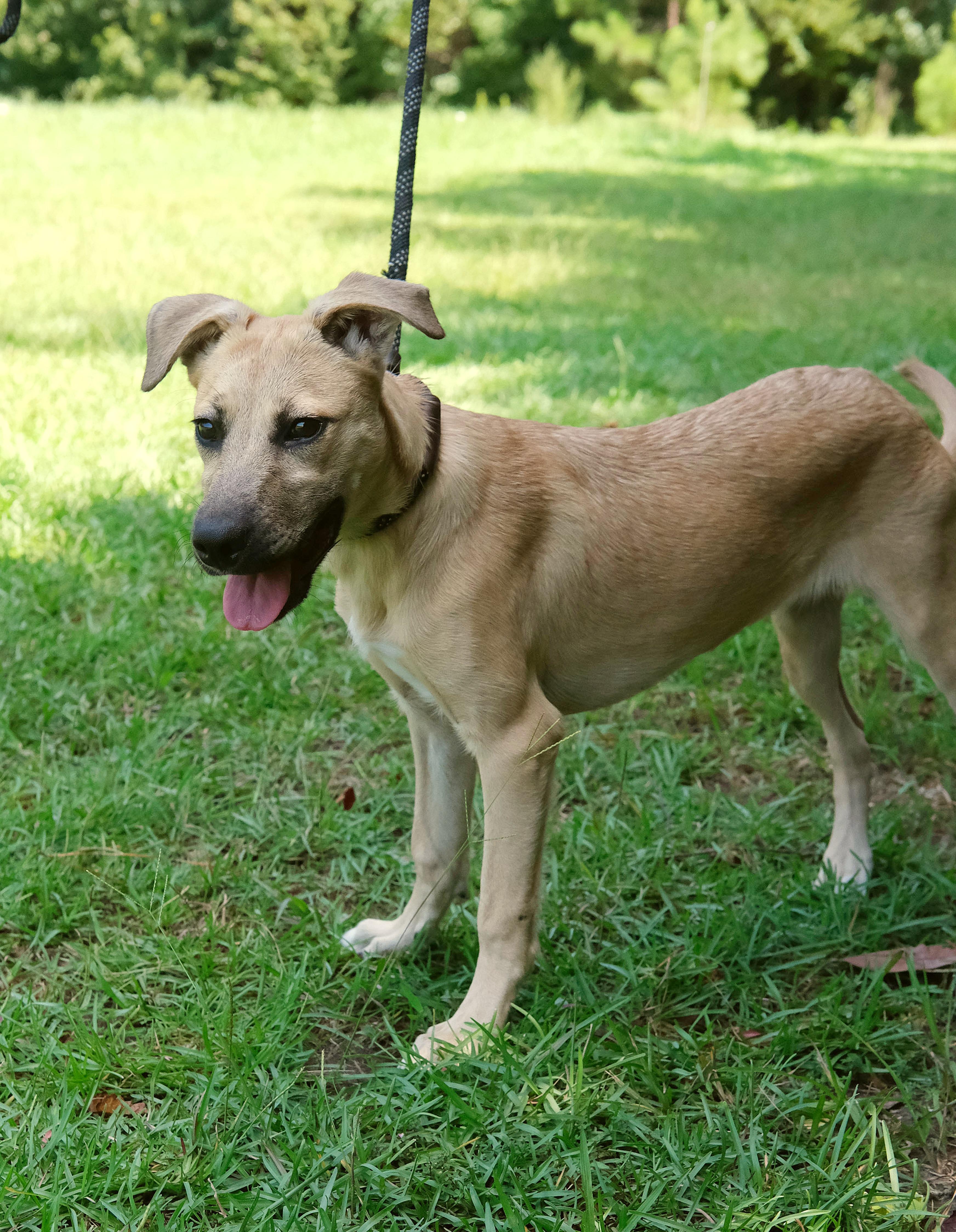 Osprey, Adoptable, Puppy Female Pit Bull Terrier & Labrador Retriever.