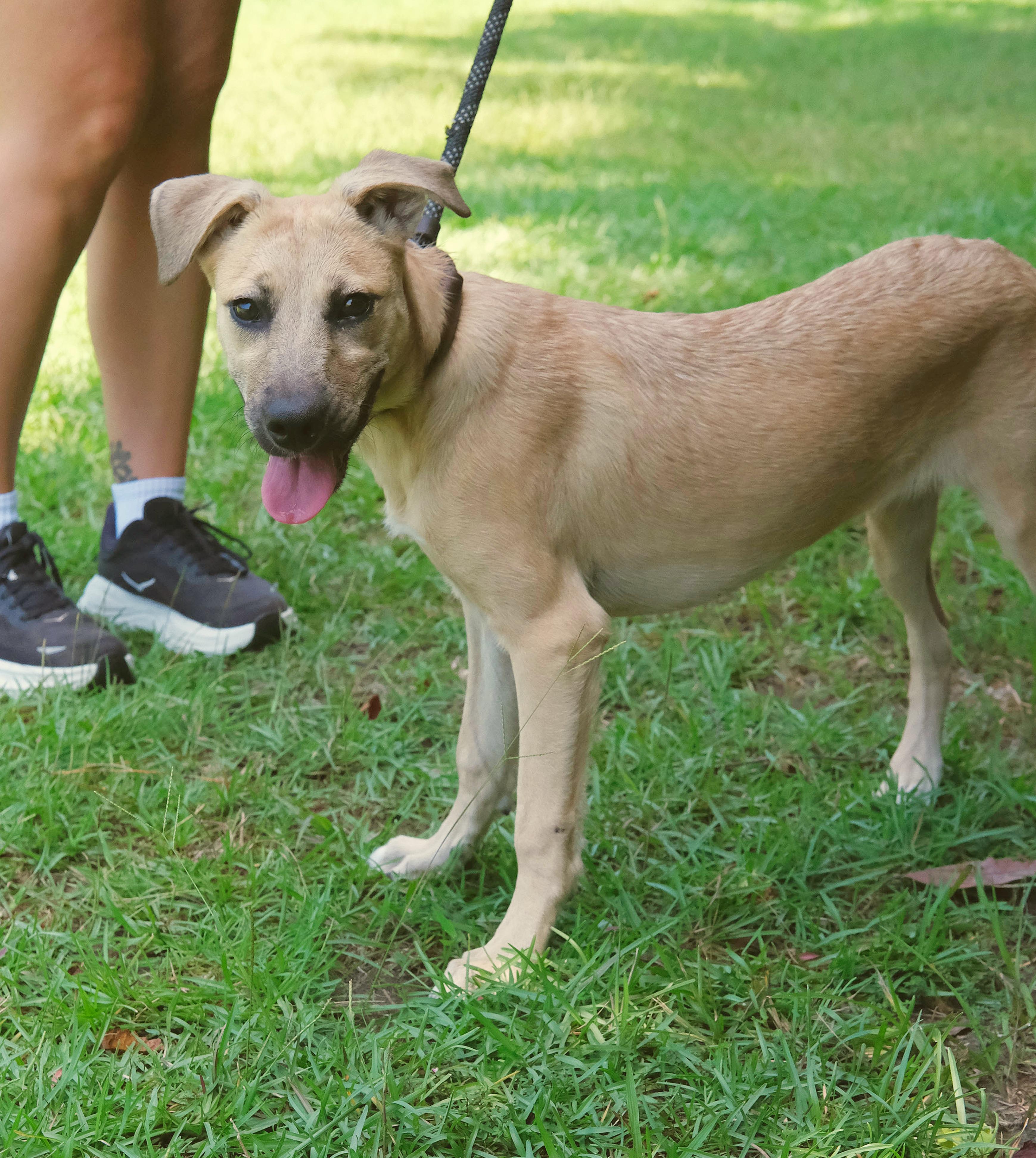 Osprey, a Adoptable mixed breed in Winnabow, NC image 2/3
