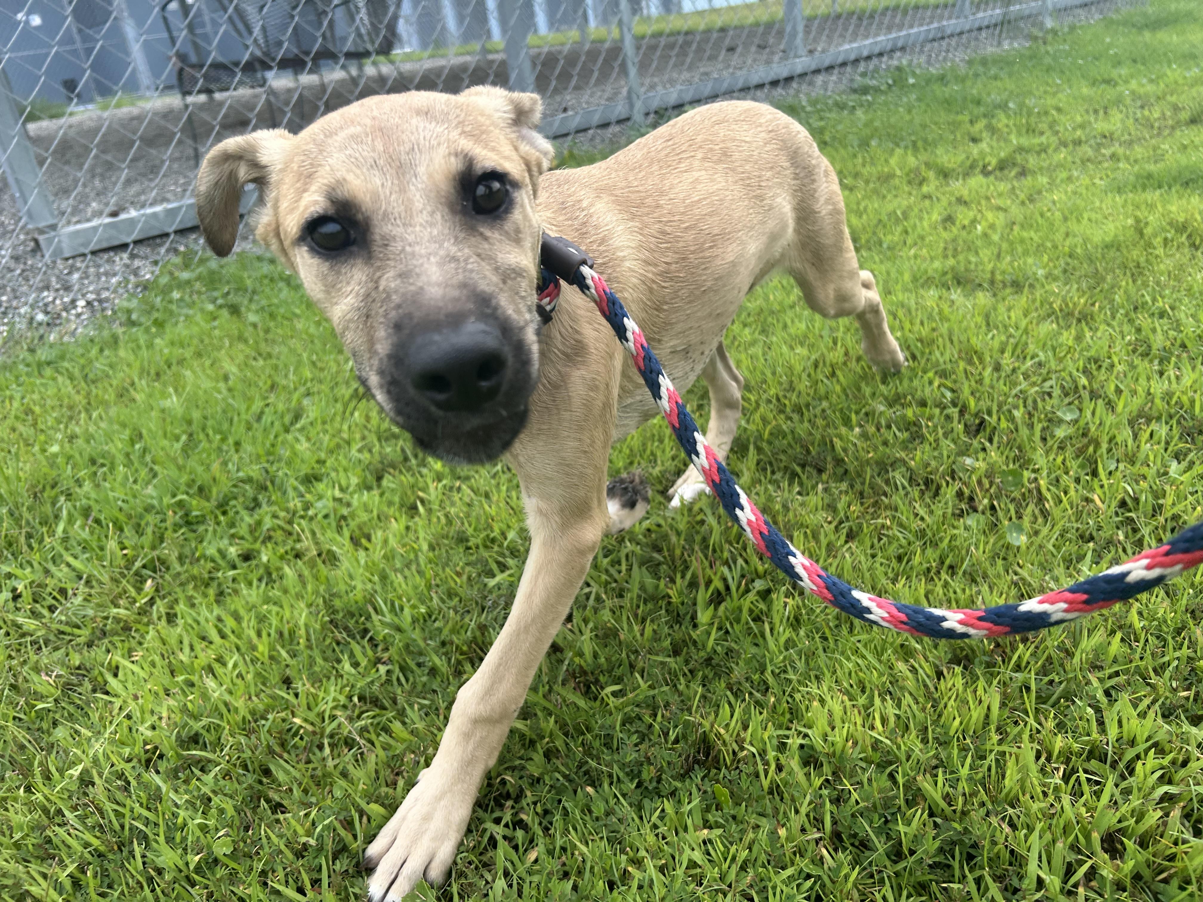 Osprey, a Adoptable mixed breed in Winnabow, NC image 3/3