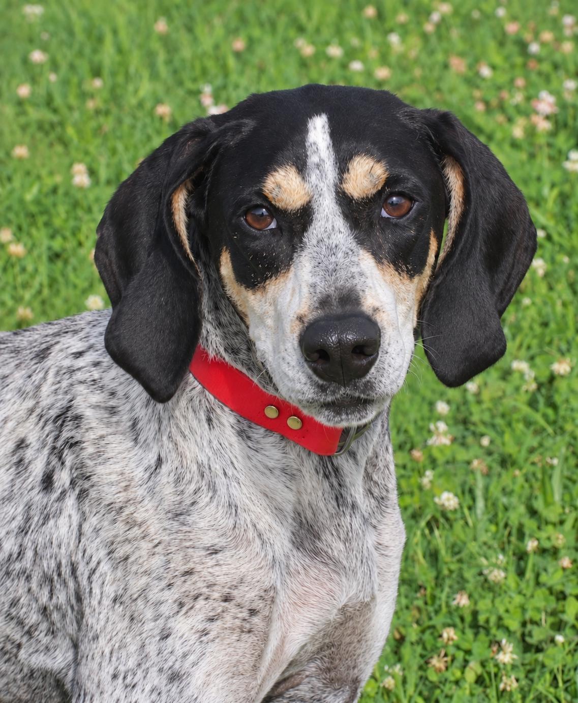 Maybelle, Adoptable, Adult Female Bluetick Coonhound.