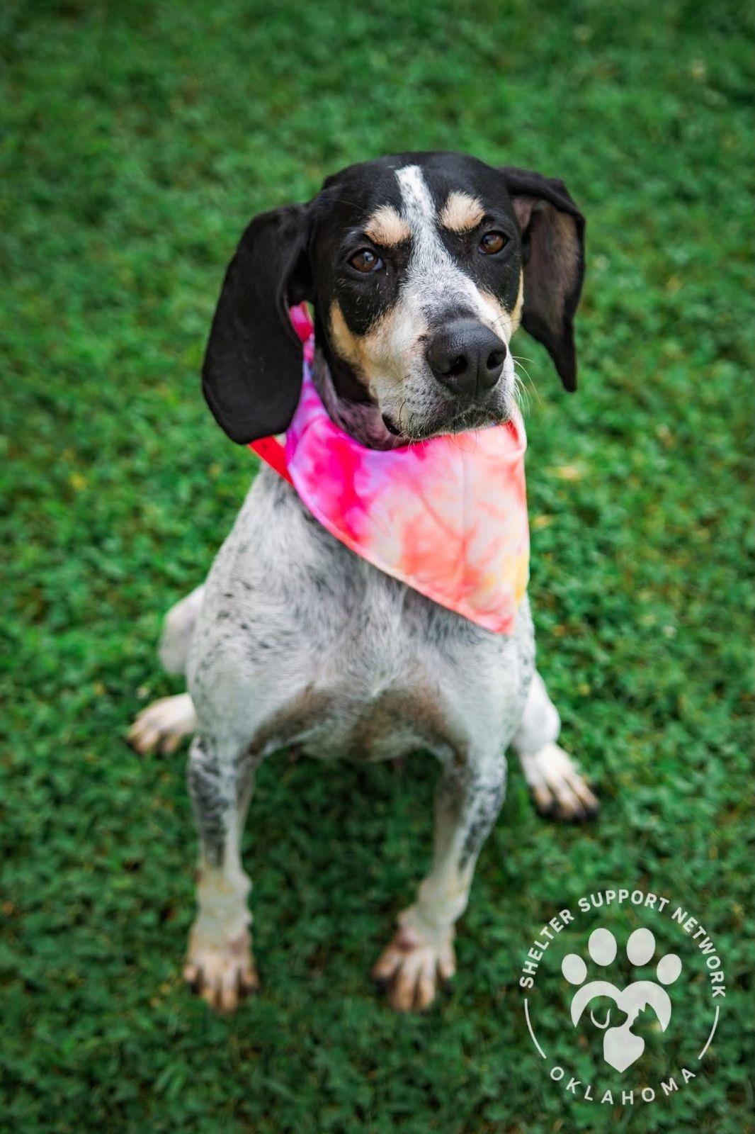 Enlarge Maybelle, a Adoptable Bluetick Coonhound in TULSA, OK image 1/6