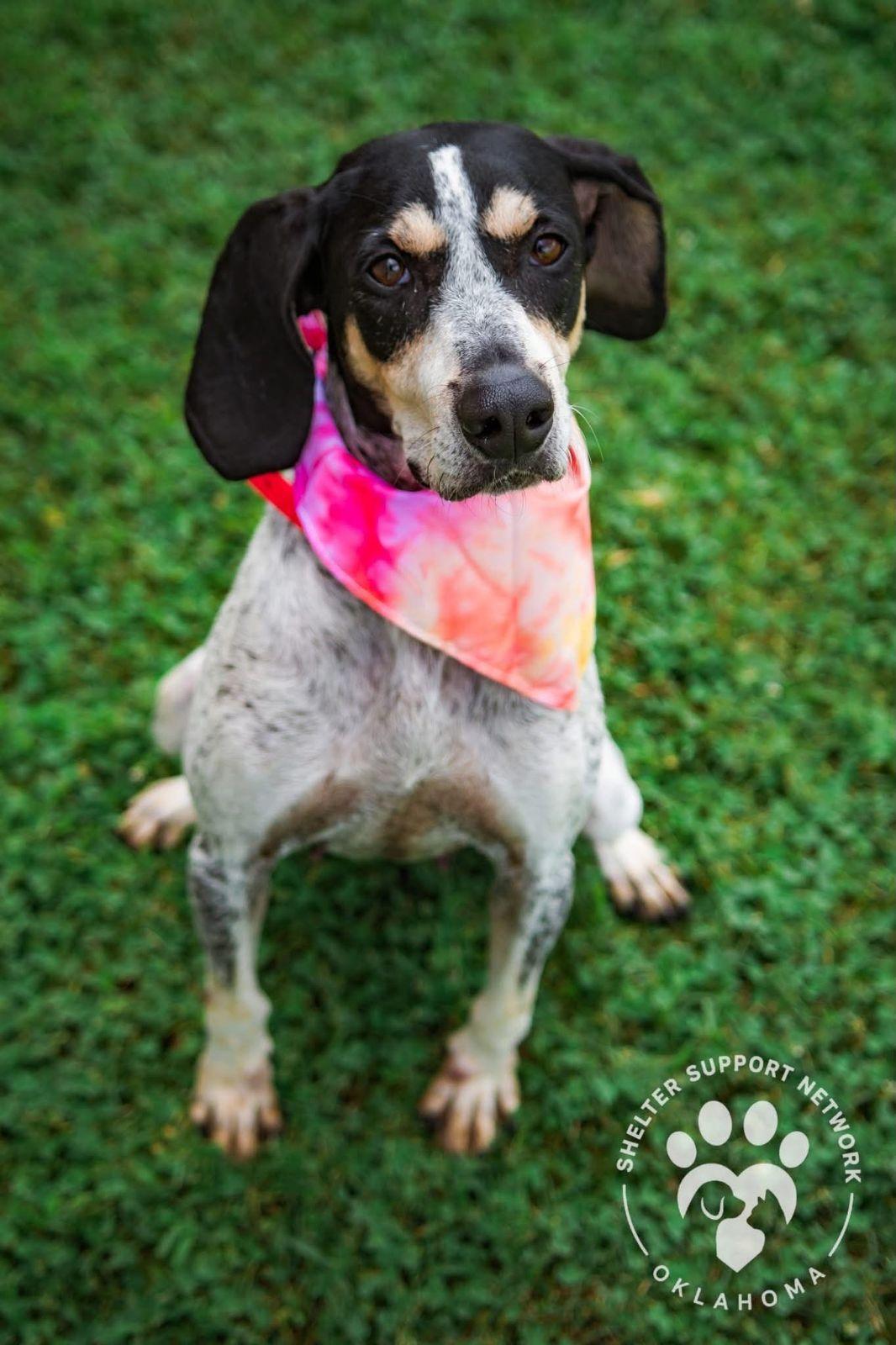 Enlarge Maybelle, a Adoptable Bluetick Coonhound in TULSA, OK image 3/6